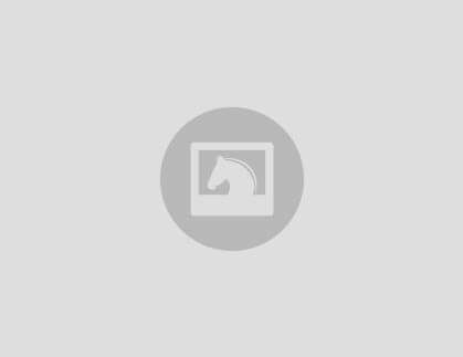 Hübscher 11-jähriger Schimmelwallach zu verkaufen