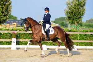 dressuurpaard