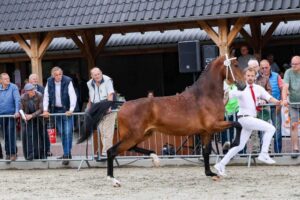 tuigpaard
