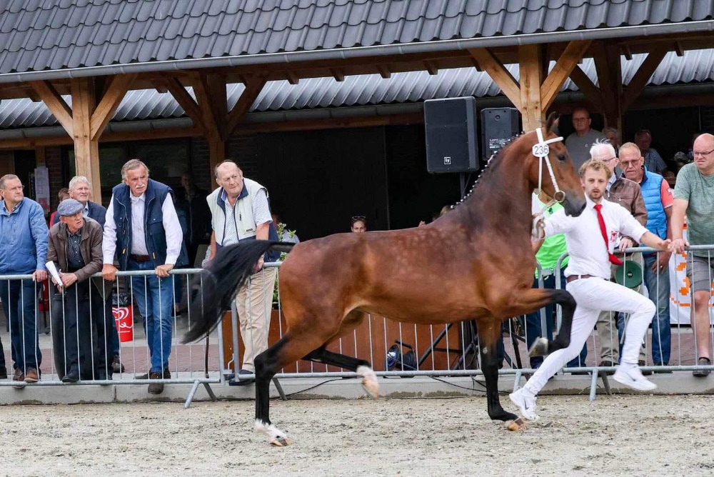 tuigpaard