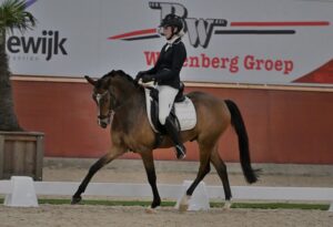 welsh-pony